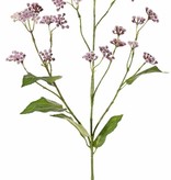 Eupatorium (Leverkruid), 3 vertakkingen, 34 clusters bloemen, 5 blad, 80 cm