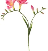 Freesia 'Beau', 2 big flowers (7 x 6 cm), 6 buds & 2 leaves, 65cm