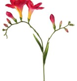 Freesien (Freesia) 'Beau', 2 große Blumen, (7 x 6 cm), 6 Knospen & 2 Blätter, 65cm