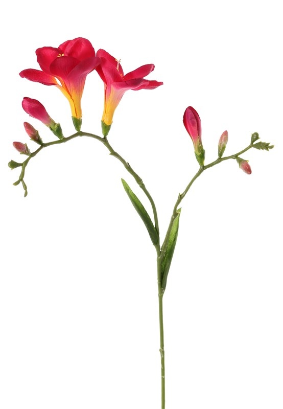 Freesia 'Beau', 2 big flowers (7 x 6 cm), 6 buds & 2 leaves, 65cm