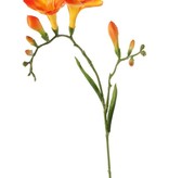 Freesien (Freesia) 'Beau', 2 große Blumen, (7 x 6 cm), 6 Knospen & 2 Blätter, 65cm