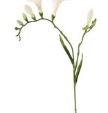 Freesia 'Beau', 2 grote bloemen (7 x 6 cm), 6 knop & 2 blad, 65cm