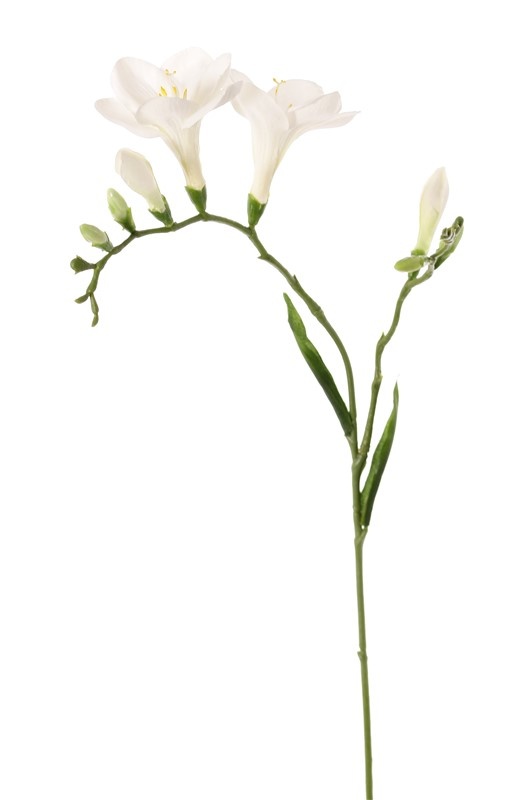Freesia 'Beau', 2 grote bloemen (7 x 6 cm), 6 knop & 2 blad, 65cm