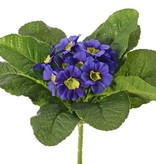 Primula, 12 flowers, 9 leaves, Ø 20 cm, h.: 20 cm