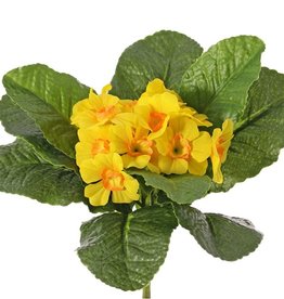 Primula, 12 flowers, 9 leaves, Ø 20 cm, h.: 20 cm