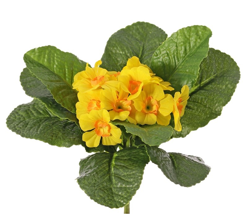 Primula, Primeln, 12 Blüten, 9 Blätter, Ø 20 cm, Höhe: 20 cm