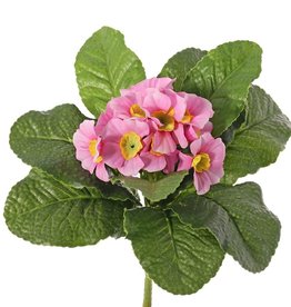 Primula, Primeln, 12 Blüten, 9 Blätter, Ø 20 cm, Höhe: 20 cm