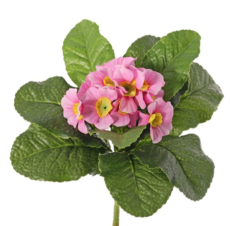 Primula, 12 flowers, 9 leaves, Ø 20 cm, h.: 20 cm