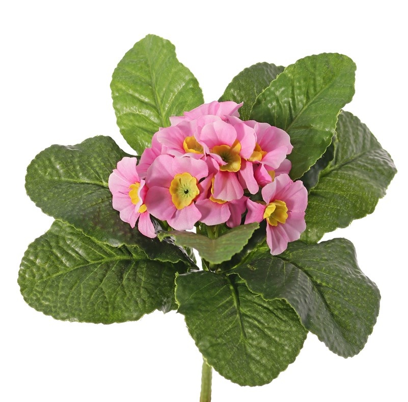 Primula, Primeln, 12 Blüten, 9 Blätter, Ø 20 cm, Höhe: 20 cm