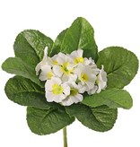 Primula, Primeln, 12 Blüten, 9 Blätter, Ø 20 cm, Höhe: 20 cm