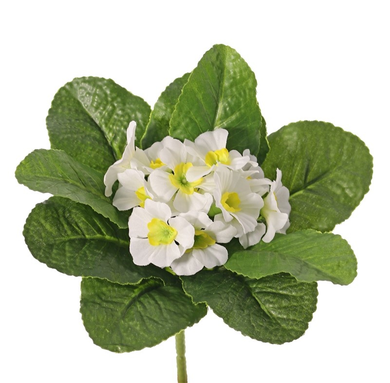 Primula, Primeln, 12 Blüten, 9 Blätter, Ø 20 cm, Höhe: 20 cm