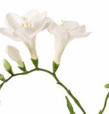 Freesien (Freesia) 'Beau', 2 große Blumen, (7 x 6 cm), 6 Knospen & 2 Blätter, 65cm