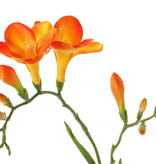 Freesia 'Beau', 2 grote bloemen (7 x 6 cm), 6 knop & 2 blad, 65cm