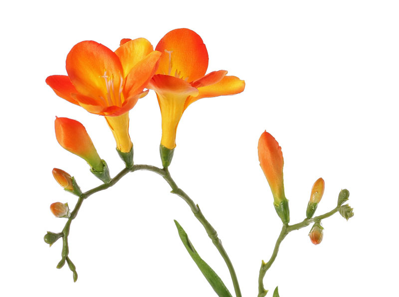 Freesia 'Beau', 2 grote bloemen (7 x 6 cm), 6 knop & 2 blad, 65cm