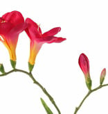 Freesien (Freesia) 'Beau', 2 große Blumen, (7 x 6 cm), 6 Knospen & 2 Blätter, 65cm
