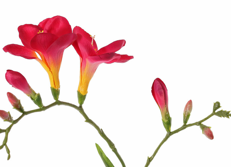 Freesien (Freesia) 'Beau', 2 große Blumen, (7 x 6 cm), 6 Knospen & 2 Blätter, 65cm