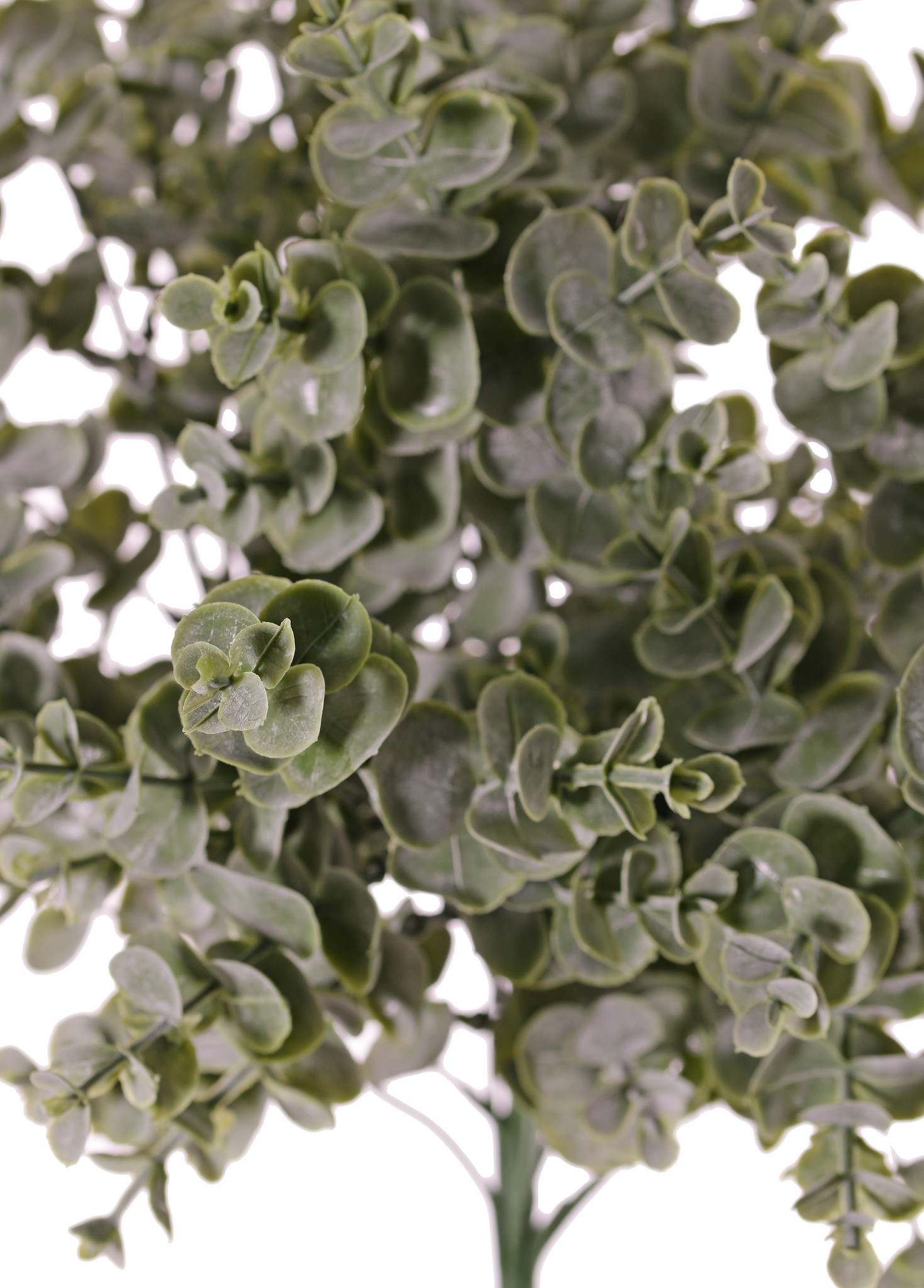 Eucalyptusbush with 111 clusters of leaves (1.332 single leaves),  Ø 35 cm,  H. 45 cm