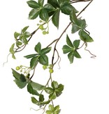 Wingerd (vijfbladige) (Parthenocissus) x3, 12 blad & 3 bessentoeven, 9 klimmers, 80cm