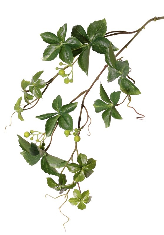 Jungfernreben (Parthenocissus), Zaunreben, Wilder Wein,  3 Verzweigungen, 12 Blätter & 3 Beerenbündel, 9 Kletterwurzeln , 80cm