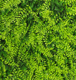 Artificial green wall element "Basic", 50 x 50 x 8 cm, PE, UV safe