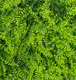Kunstpflanzenwand-Element "Basic", 50 x 50 x 8 cm, PE, UV sicher