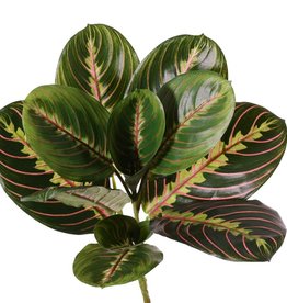 Maranta Fascinator Tricolor (Tiengebodenplant) met 11 bladeren (3XL /3L / 5M), h. 28 cm, Ø 28 cm