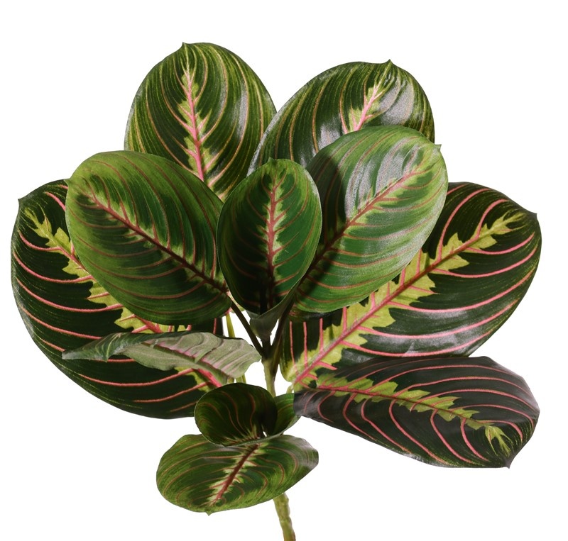 Maranta Fascinator Tricolor (Pfeilwurz) 11 Blätter, (3 XL /3 L / 5 M), H. 28 cm, Ø 28 cm