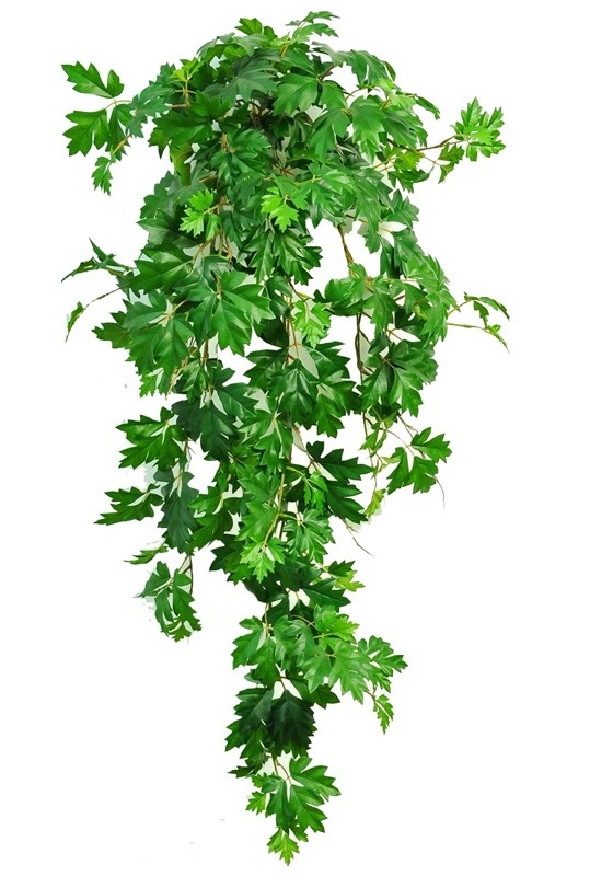 Cissus rhombifolia plant, 387 leaves, UV safe, 110 cm