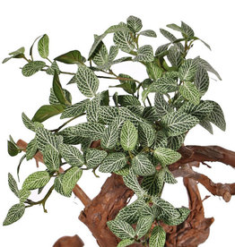 Fittonia, 120 hojas, resistente del fuego, 33 cm