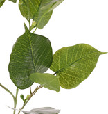 Ficus religiosa, 3 Verzweigungen, 15 Blätter & 10 Plastikbeeren, 78 cm