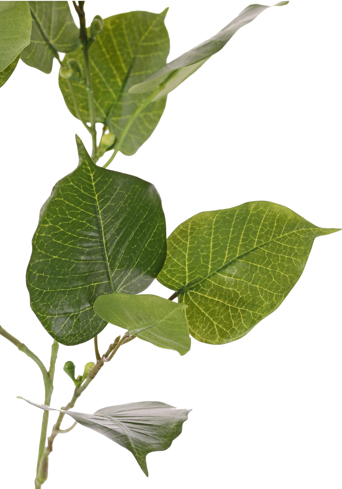 Ficus religiosa (Bodhiboom) 3 vertakkingen, met 15 blad & 10 plastic besjes, 78 cm