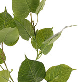 Ficus religiosa (Bodhiboom) 3 vertakkingen, met 15 blad & 10 plastic besjes, 78 cm