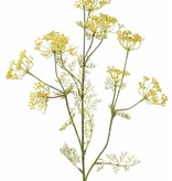 Dille (Anethum) spray, 11 clusters of flowers, 13 sets of leaves, (wired top) 78 cm