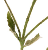 Kardenzweig (Dipsacus) 5 Verzweigungen, 5 Karden & 5 Blätter, 90 cm