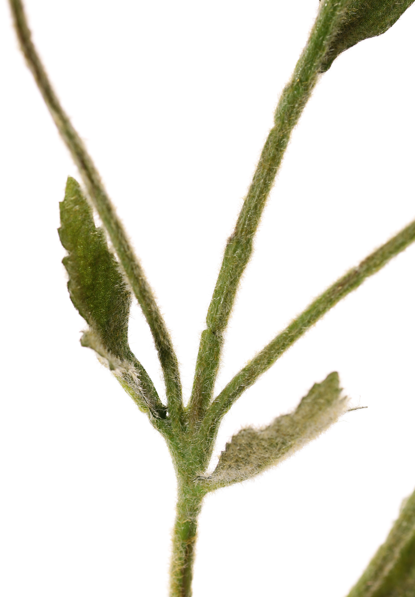 Kardeboltak (Dipsacus) 5 vertakkingen, 5 kaardebollen & 5 blad, geheel behaard, 90cm