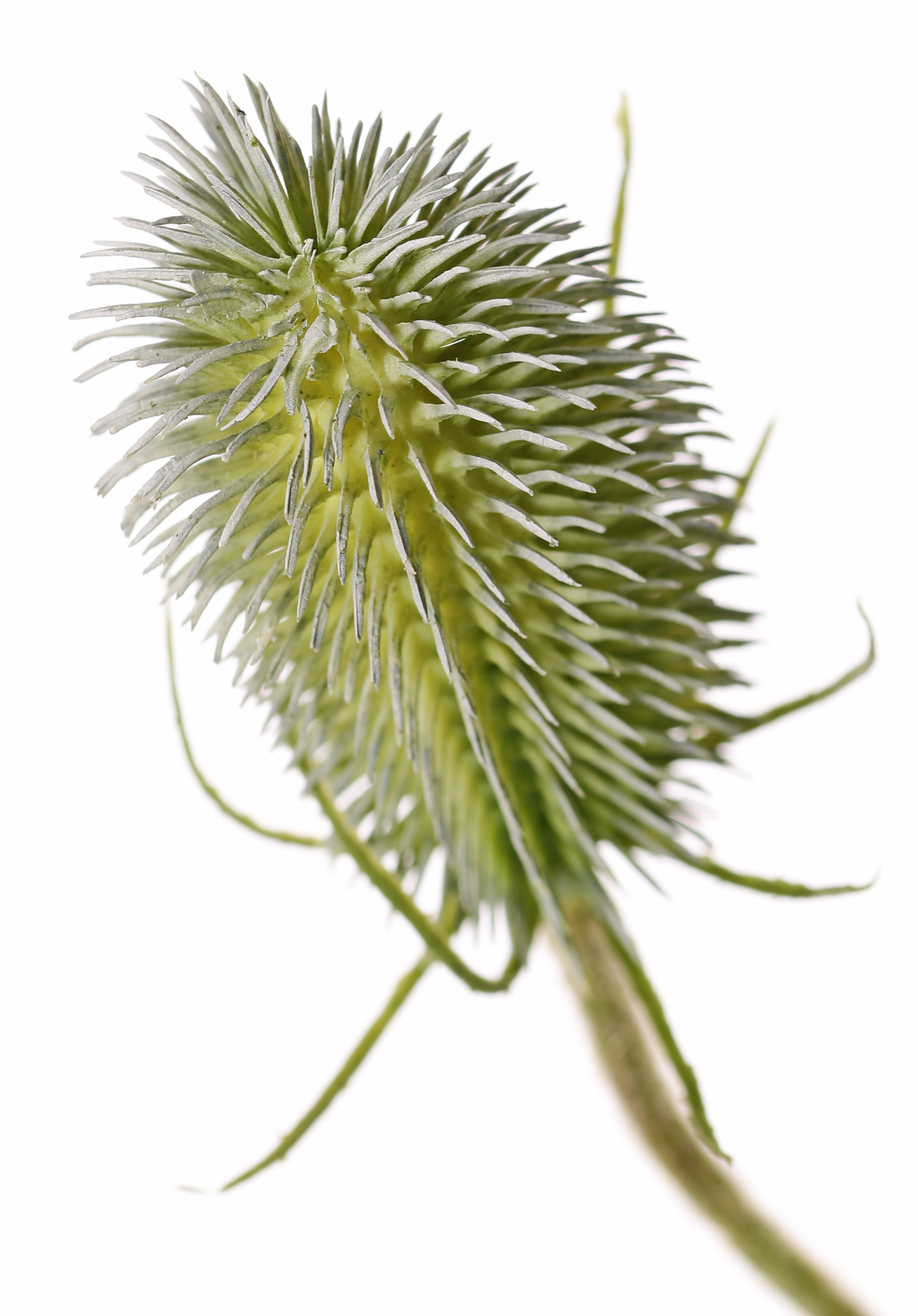 Dipsacus, 5 fruits, 5 leaves, 90 cm