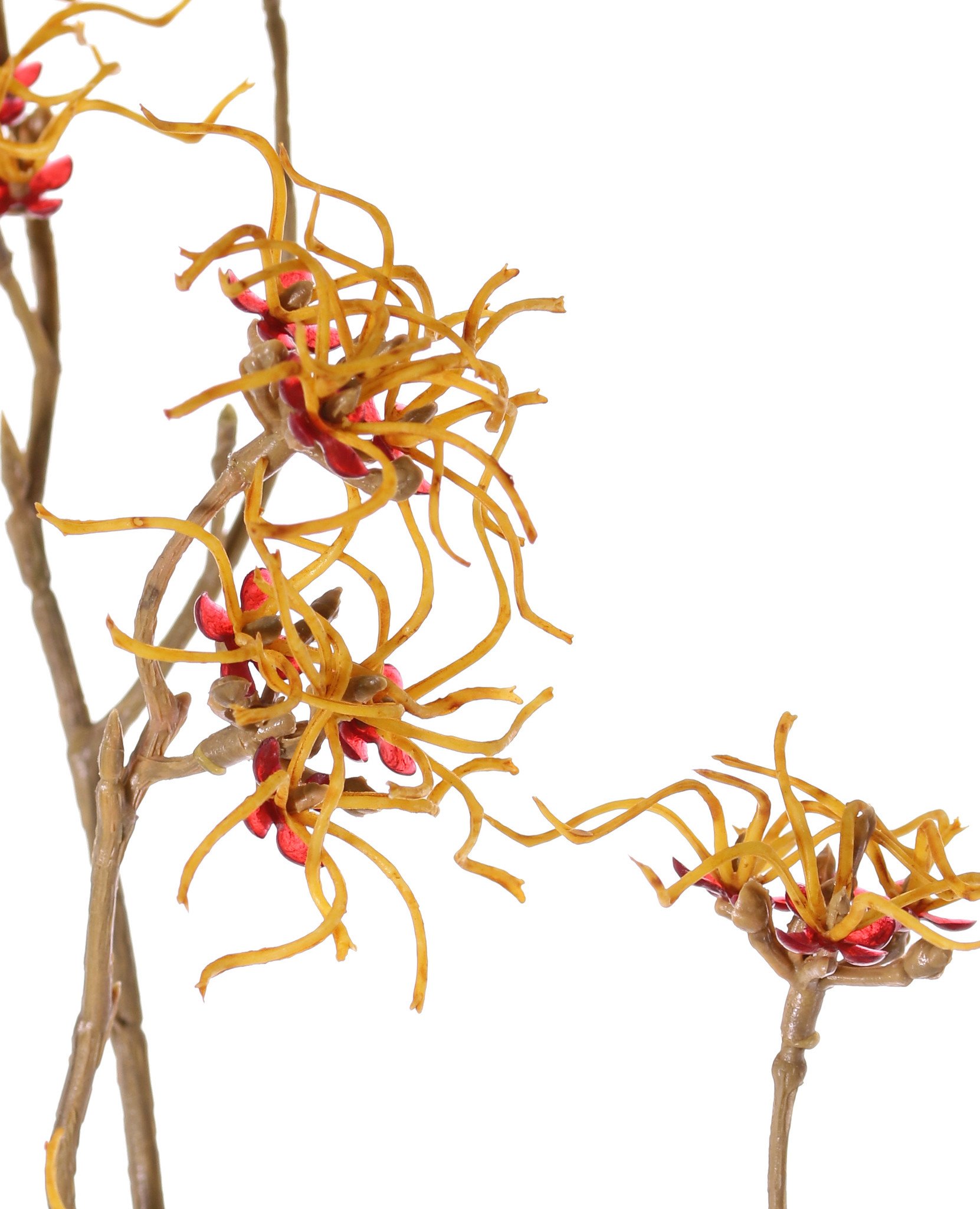 Hamamelis mollis, 10 flowers (Ø 5 cm), 68cm