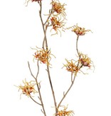 Hamamelis mollis, 10 flores (Ø 5 cm), 68 cm