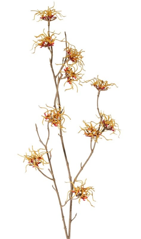 Toverhazelaar (Hamamelis mollis) 3 vertakkingen, met 10 bloemen (Ø 5 cm), 68cm