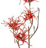 Hamamelis mollis, Zaubernuß, 3 Verzweigungen, 10 Blumen, (Ø 5 cm), 68cm