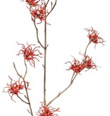 Hamamelis mollis, Zaubernuß, 3 Verzweigungen, 10 Blumen, (Ø 5 cm), 68cm