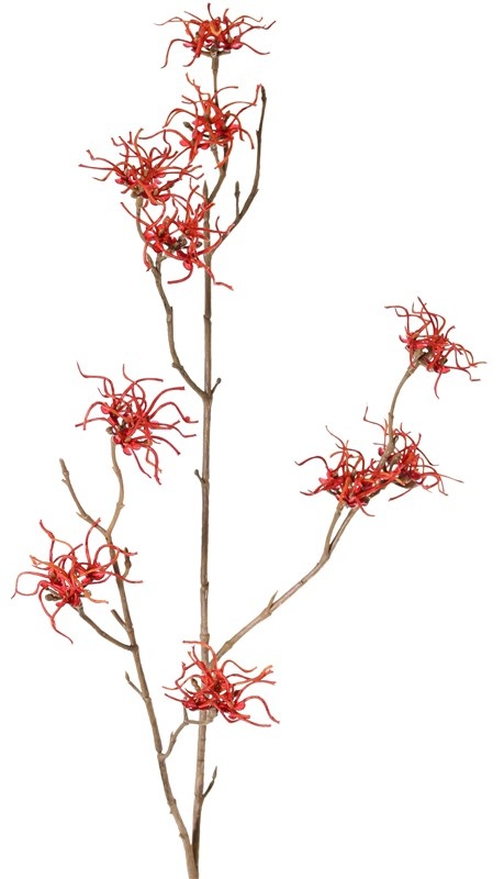 Hamamelis mollis, 10 flowers (Ø 5 cm), 68cm