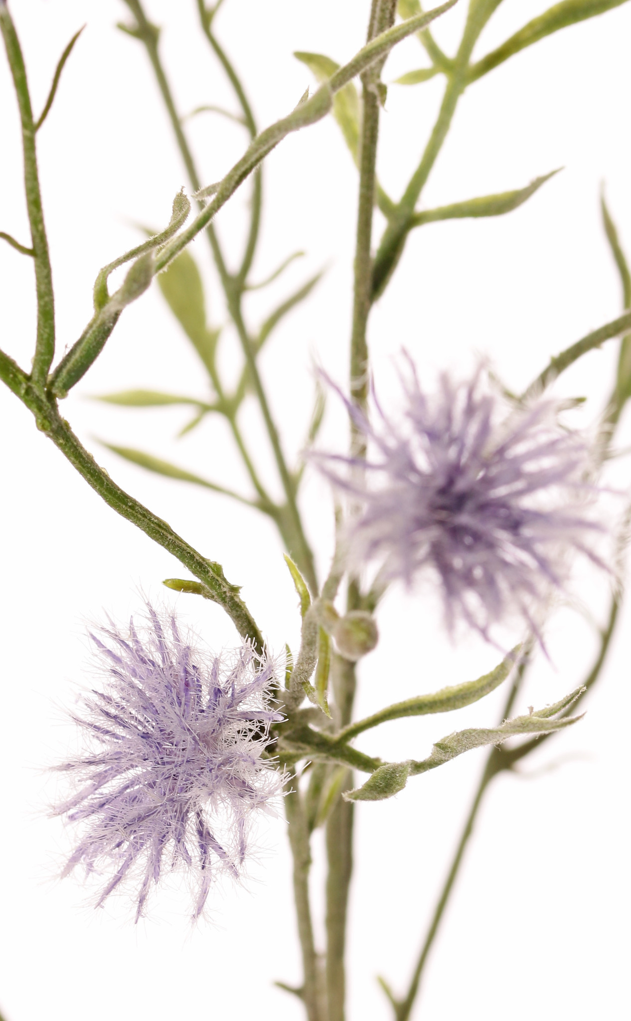 Loggerheads, basketflowers, centory, startthistles, (Centaurea), 15 flowers, 17 buds, 10 leaves, flocked, 80 cm