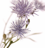 Loggerheads, basketflowers, centory, startthistles, (Centaurea), 15 flowers, 17 buds, 10 leaves, flocked, 80 cm