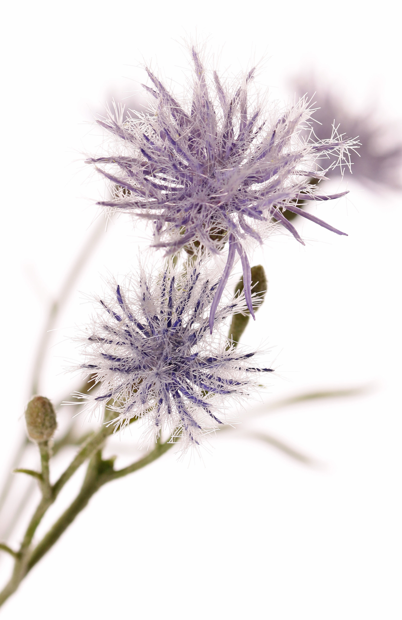 Knoopkruid (Centaurea) 7 vertakkingen, 15 bloemen, 17 knop & 10 blad, flocked, 80cm