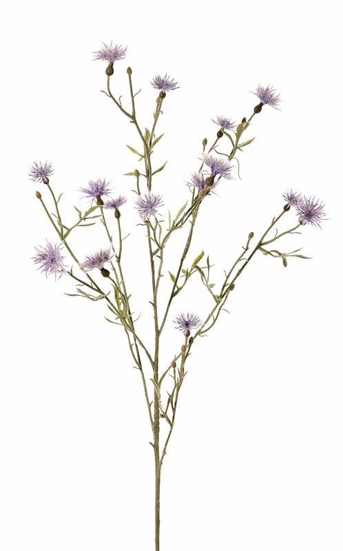 Loggerheads, basketflowers, centory, startthistles, (Centaurea), 15 flowers, 17 buds, 10 leaves, flocked, 80 cm