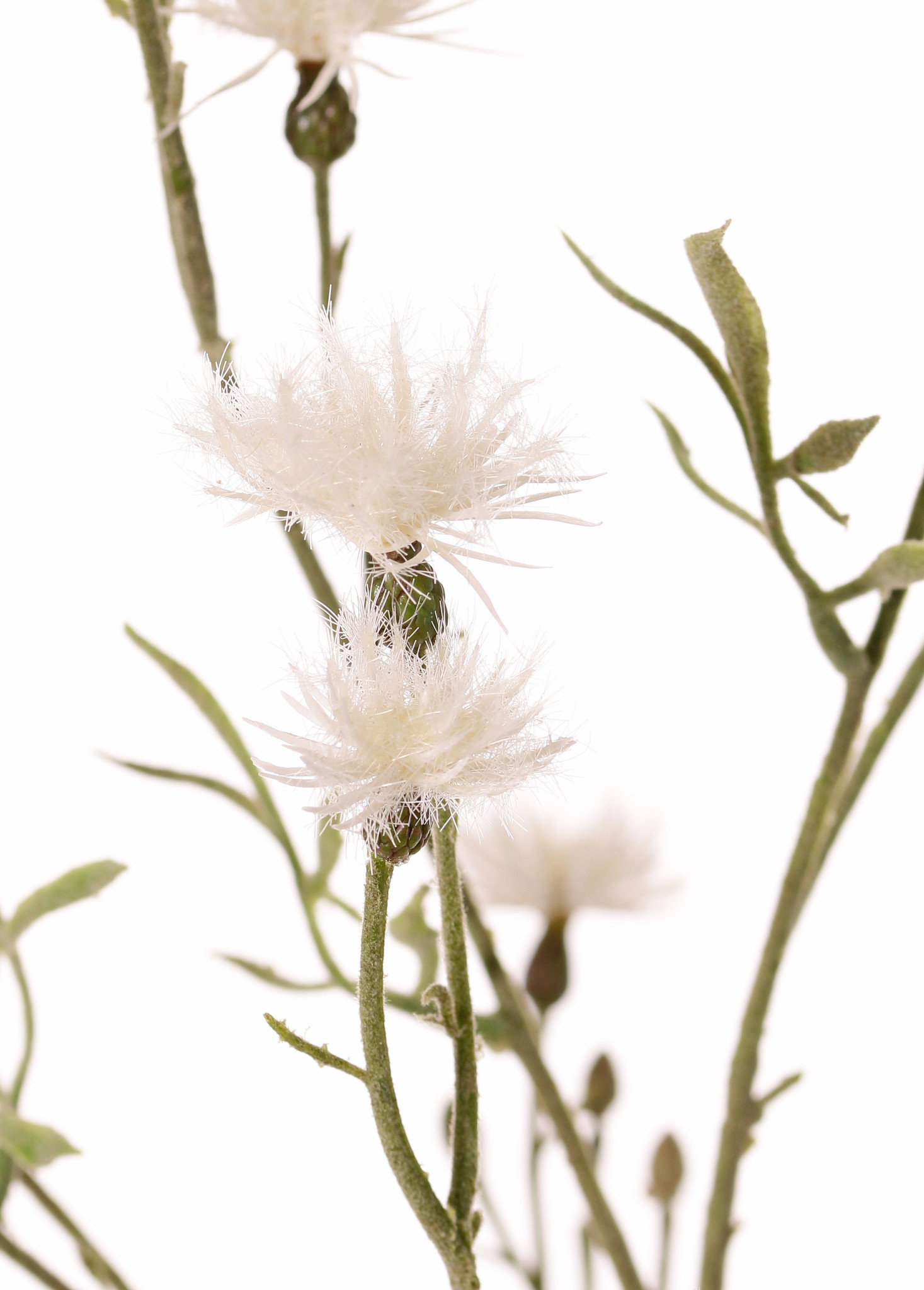 Flockenblumen (Centaurea) 7 Verzweigungen, 15 Blüten, 17 Knospen, 10 Blätter, beflockt, 80 cm