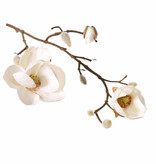 Magnolia (Beverboom) x3, 2 bloemen (Ø 8 & 5 cm), 8 knoppen (behaard), 53 cm
