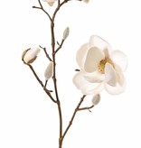 Magnolia (Beverboom) x3, 2 bloemen (Ø 8 & 5 cm), 8 knoppen (behaard), 53 cm