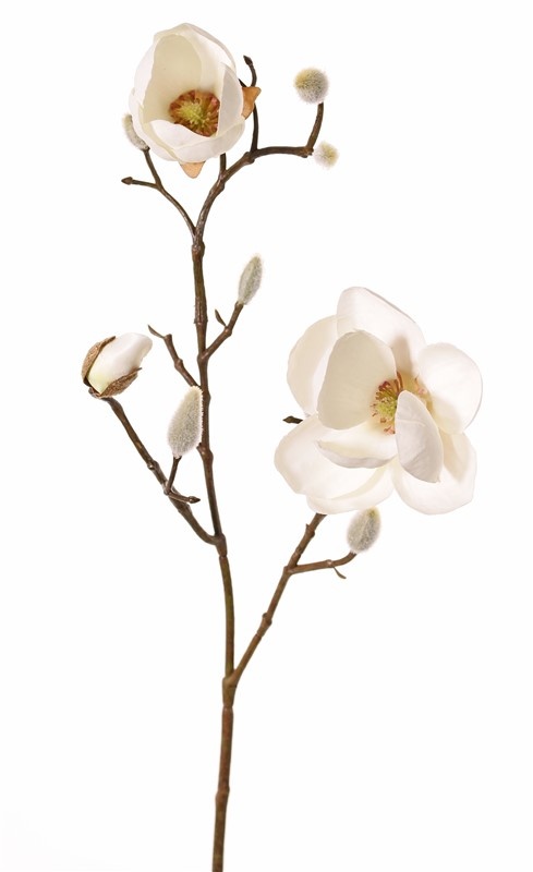 Magnolia (Beverboom) x3, 2 bloemen (Ø 8 & 5 cm), 8 knoppen (behaard), 53 cm
